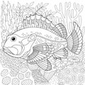 Ruffe fish adult coloring book page Royalty Free Stock Photo